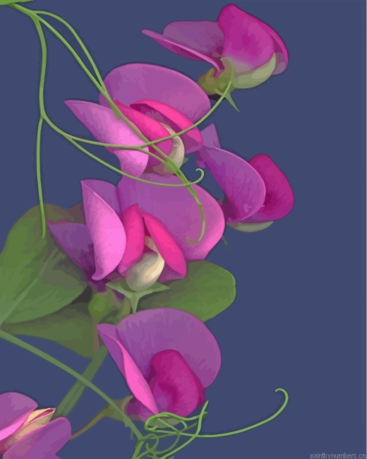Sweet Peas Painting By Numbers.png
