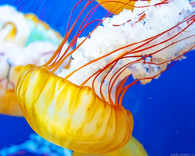 Swimming Jellyfish Painting By Numberss.png