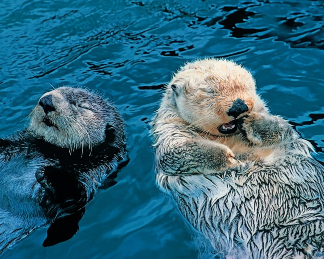Swimming Otters Animals Painting By Numberss.png