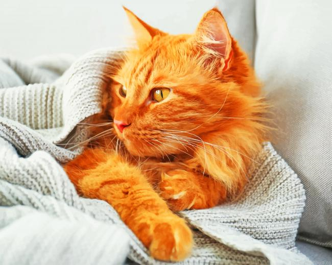 Tabby Cat Painting By Numbers.png