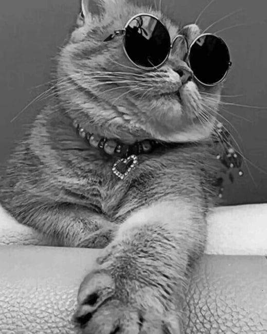 Tabby Cat With Sunglasses Painting By Numbers.png