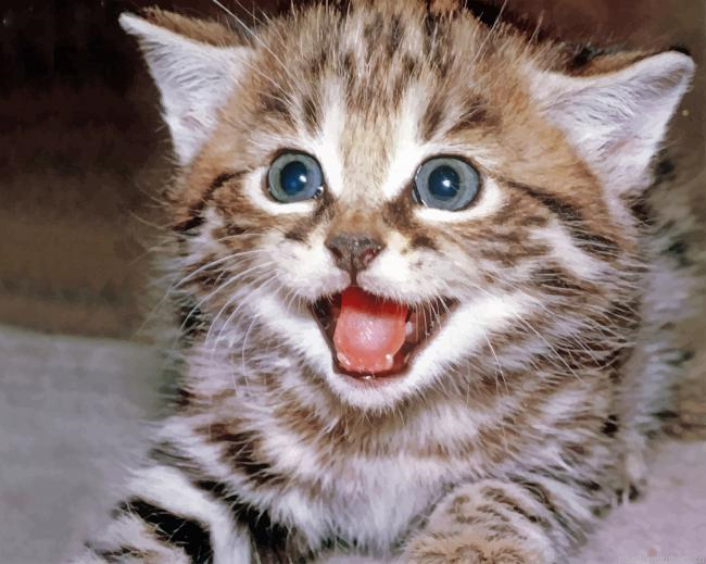 Tabby Kitty Painting By Numberss.png