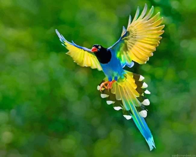 Taiwan Blue Magpie Bird Painting By Numberss.png