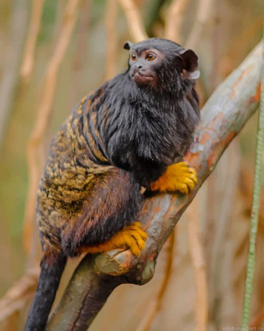Tamarin Monkey Animals Painting By Numberss.png