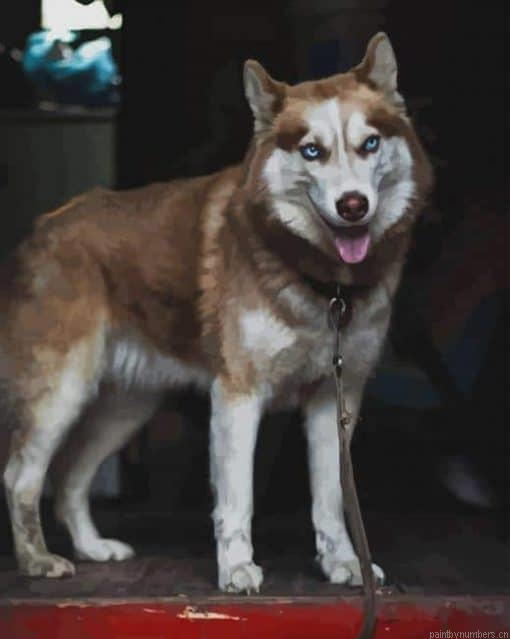 Tan Husky Animals Painting By Numbers.png