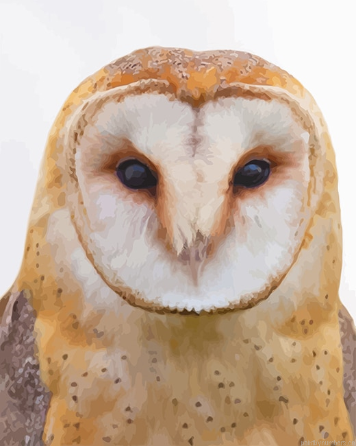 Tawny Owl Birds Painting By Numberss.png