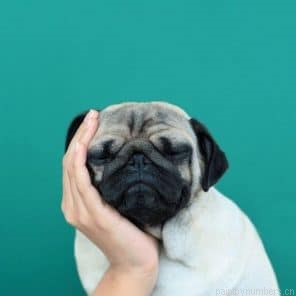 Tenderness Pug Painting By Numbers.png