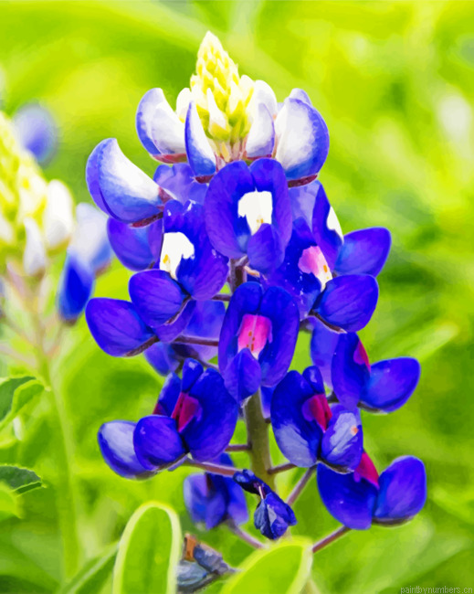 Texas Bluebonnet Painting By Numbers.png
