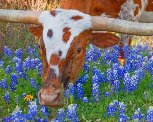 Texas Longhorn In Bluebonnets Painting By Numbers.png