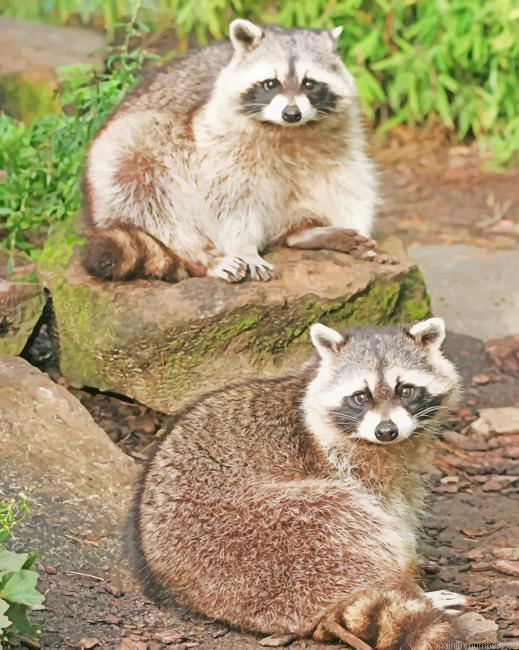 Texas Raccoons Animals Painting By Numberss.png