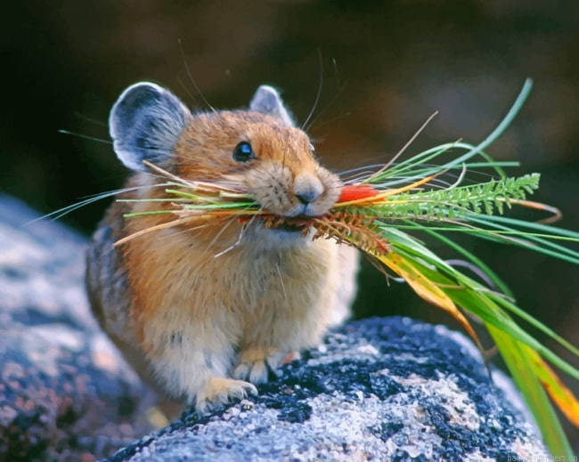 The Grass Mouse Animals Painting By Numberss.png