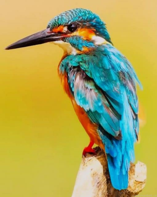 The Kingfisher Bird Painting By Numberss.png