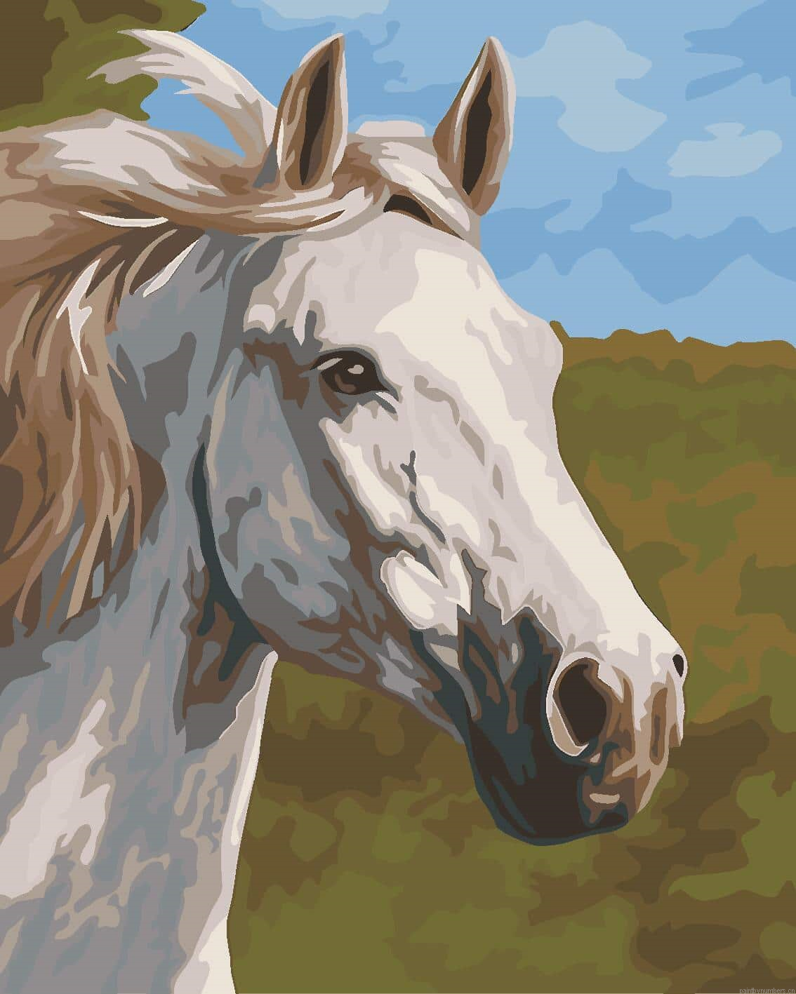 Thoroughbred White Horse Painting By Numbers.png
