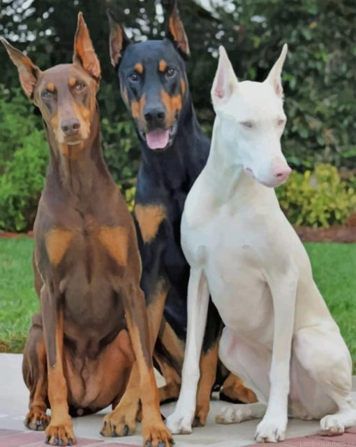 Three Doberman Pinscher Dogs Painting By Numbers.png