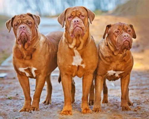 Three Dogue De Bordeaux Painting By Numbers.png