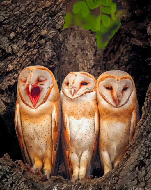Three Owl Babies Birds Painting By Numberss.png