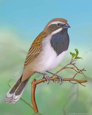 Throated Sparrow Painting By Numbers.png