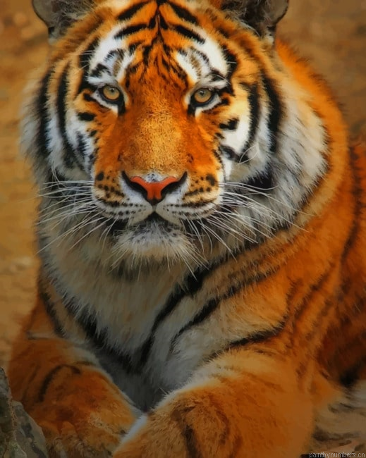 Tiger Animal Animals Painting By Numberss.png