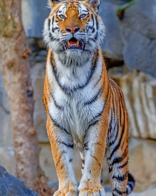 Tiger Animal Painting By Numberss.png