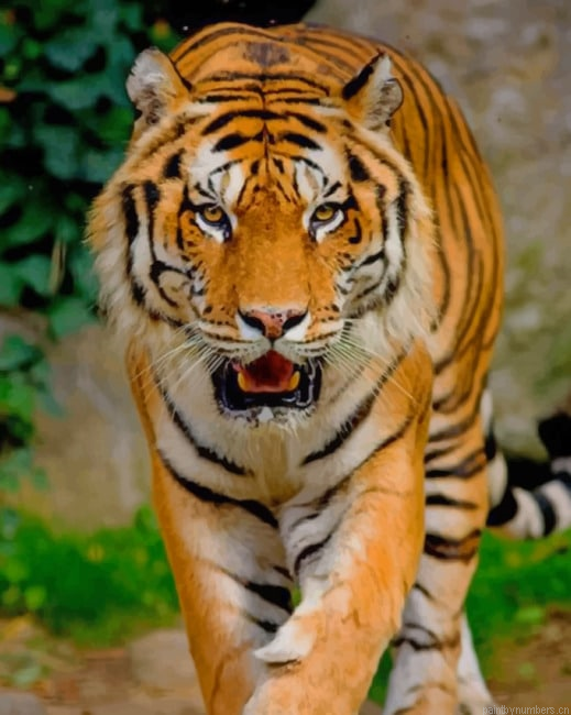 Tiger Animals Painting By Numberss.png