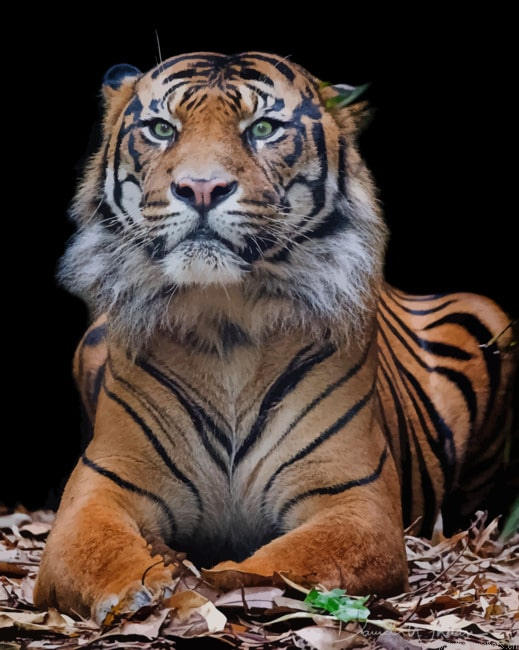 Tiger Big Cat Animals Painting By Numberss.png