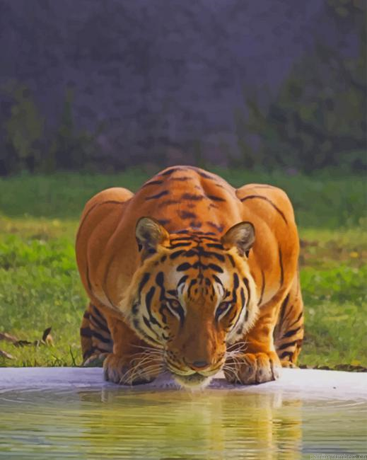 Tiger Drinking Water In Jungle Animals Painting By Numberss.png