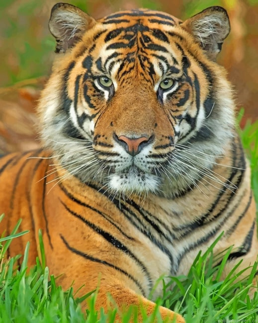 Tiger Face Animals Painting By Numberss.png