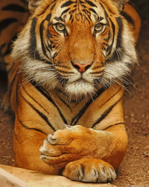 Tiger In Taronga Zoo Animals Painting By Numberss.png