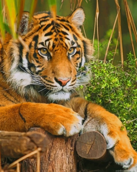 Tiger In The Forest Animals Painting By Numberss.png