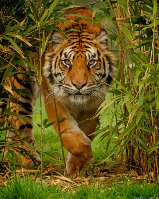 Tiger In The Jungle Animals Painting By Numberss.png