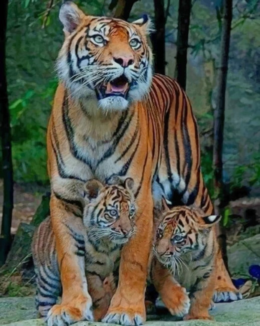 Tiger Mommy And Cubs Animals Painting By Numberss.png