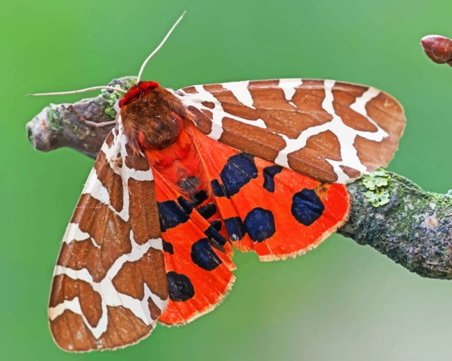 Tiger Moths Butterfly Insects Painting By Numberss.png