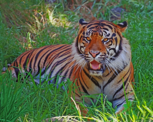 Tiger On The Grass Animals Painting By Numberss.png
