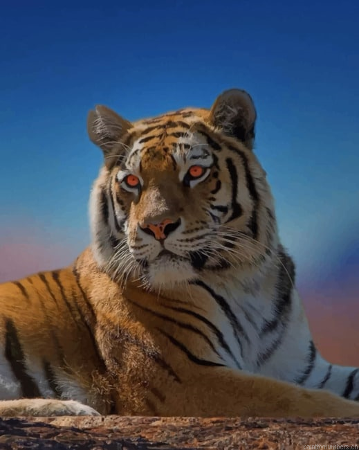 Tiger Portrait Animals Painting By Numberss.png