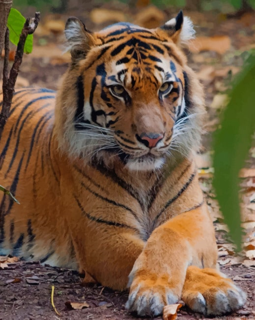 Tiger Relaxing In The Forest Animals Painting By Numberss.png