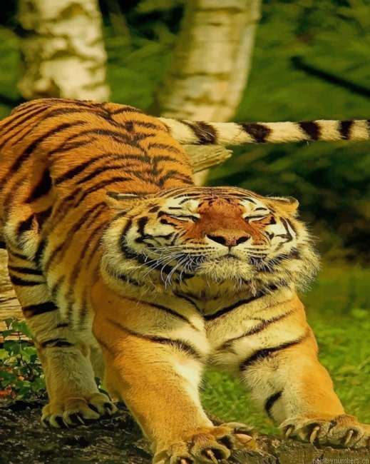 Tiger Stretching Animals Painting By Numberss.png