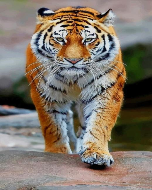 Tiger Walking Animals Painting By Numberss.png