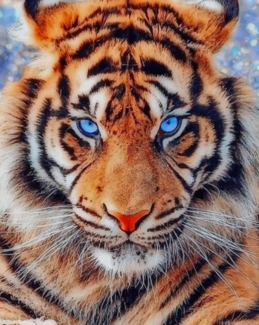 Tiger With Blue Eyes Animals Painting By Numberss.png