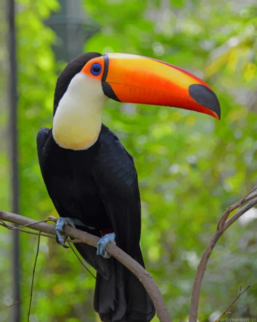 Toco Toucan Birds Painting By Numberss.png