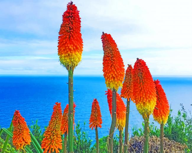 Torch Lily Plants Painting By Numberss.png