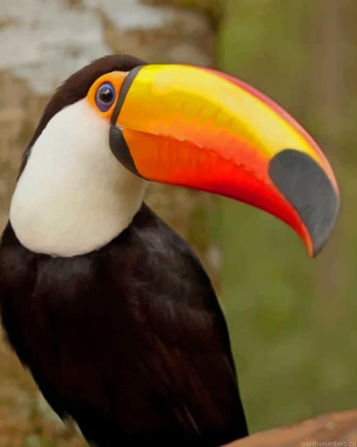 Toucan Bird Painting By Numberss.png