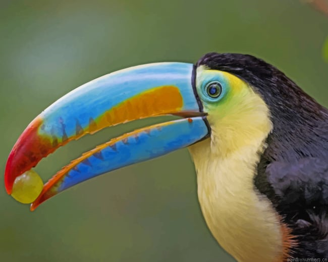 Toucan Colorful Bird Painting By Numberss.png