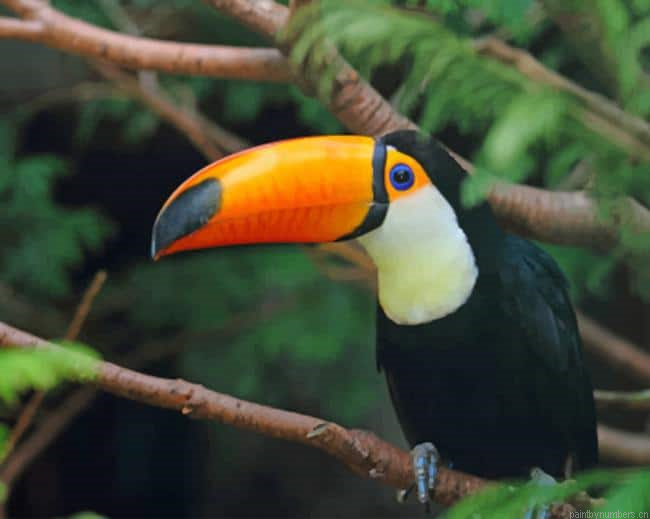 Toucan Standing On Tree Branch Birds Painting By Numberss.png