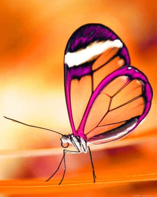 Translucent Butterfly Insects Painting By Numbers.png
