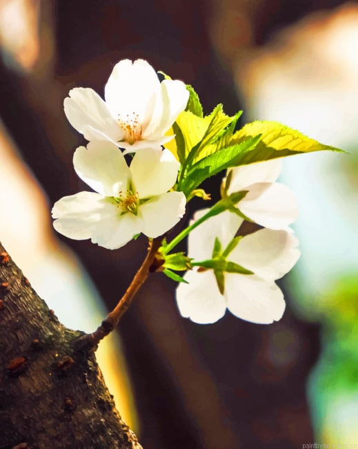 Tree Blooms Flowers Painting By Numberss.png