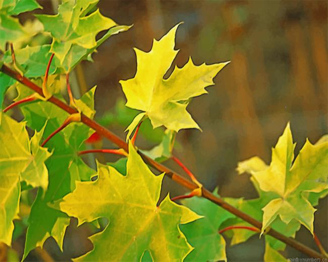 Tree Maple Princeton Painting By Numberss.png