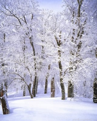 Trees Covered With Snow Painting By Numbers.png