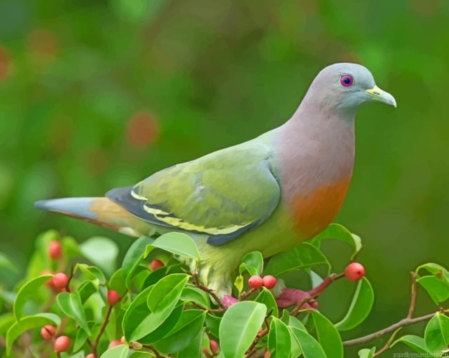 Treron Vernans Male Birds Painting By Numberss.png