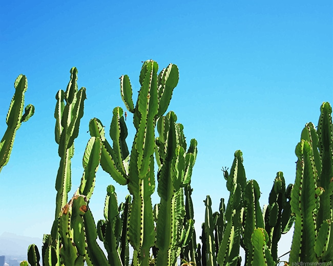 Triangle Cactus Plants Painting By Numberss.png