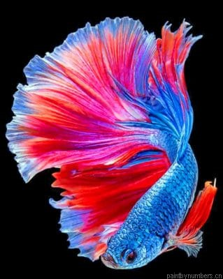 Tropical Betta Fish Painting By Numberss.png